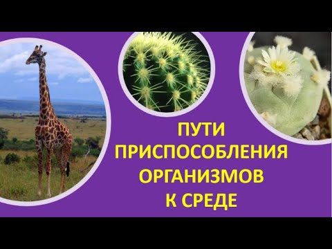 15. Пути приспособления организмов к среде