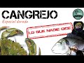 CEBO➡ CANGREJO: Especial Dorada (Encarnar, cebar, anzuelar) Pesca a surfcasting