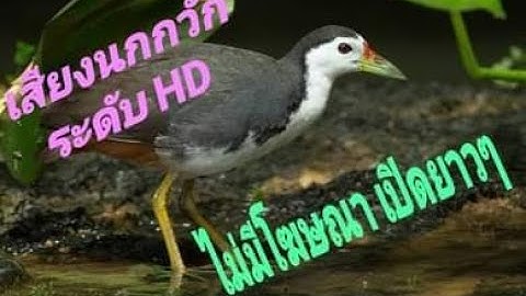 เสียงต่อนกกวัก เสียงชัดไม่มีโฆษณา