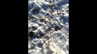 Meet Bella A Terrier Pit Bull Currently Available For Adoption At Petango 3182013 42216 Pm