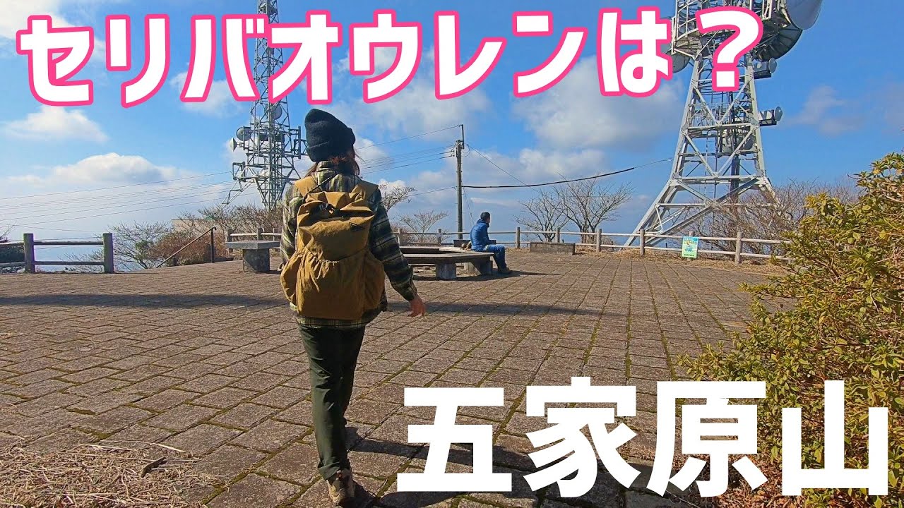 【五家原岳】セリバオウレン周回登山【2024年2月10日】