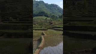 Java, Indonesia 🇮🇩
