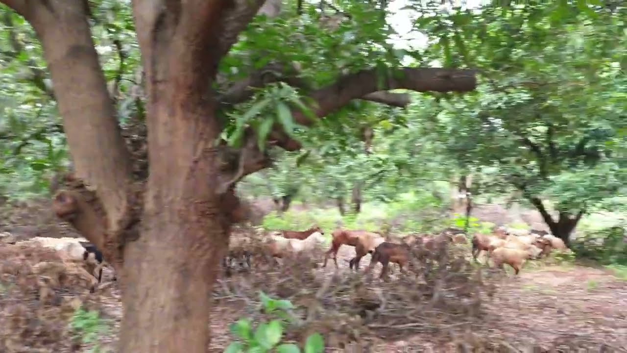 Top Working Mango 🥭 Trees | Rejuvenation Of Mango Trees 