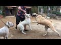 KANGAL BARON AKBAŞ OSKAR’IN AKLINI ALDI #kangal #baron #malaklı #akbaş #oskar