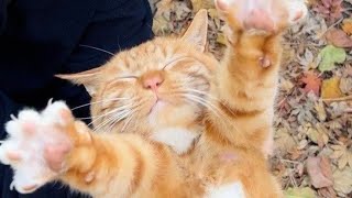 Toca Nuha Is Live Join Now