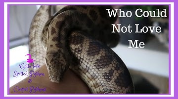 Spotted Pythons, Gotta Love Them Too