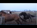 Here Is Some Great Horse Herd Behavior - Introducing A New Horse To Established Herd
