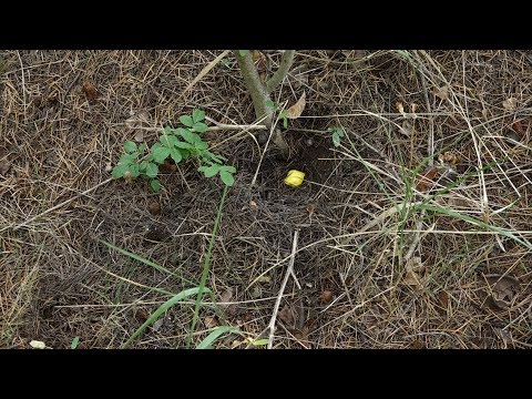 შინაგან საქმეთა სამინისტრომ თბილისში 1709 სამალავიდან ნარკოტიკული საშუალებები ამოიღო