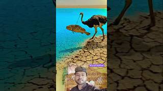 Tu Rehman Tu Rehim #shortduets #shots #duet #naat