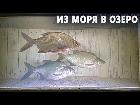 Тоннель для рыбы построили в центре Стокгольма