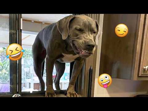 When GOD Sends You A CRAZY DOG 🐶😁 😂 Funny Dog Moments Caught on Camera #4