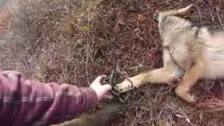 ON THE TRAPLINE 2016 17  #10