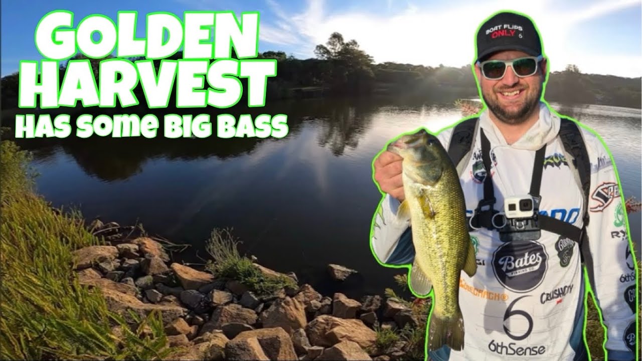 Golden Harvest Bass Fishing | Johannesburg Public Dam Bass Fishing