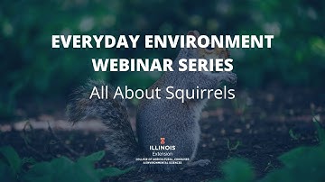 All About Squirrels, Everyday Environment