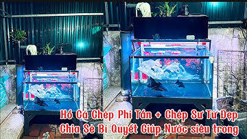 Hồ Cá Chép Phi Tần + Chép Sư Tử 400l Đẹp - Bí Quyết Giúp Nước Siêu Trong.Hồ em Tuấn Anh ở Hưng Yên.