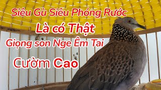 Chim Cu Gy Ging Son Siu G Phng Rc Bi V Tt