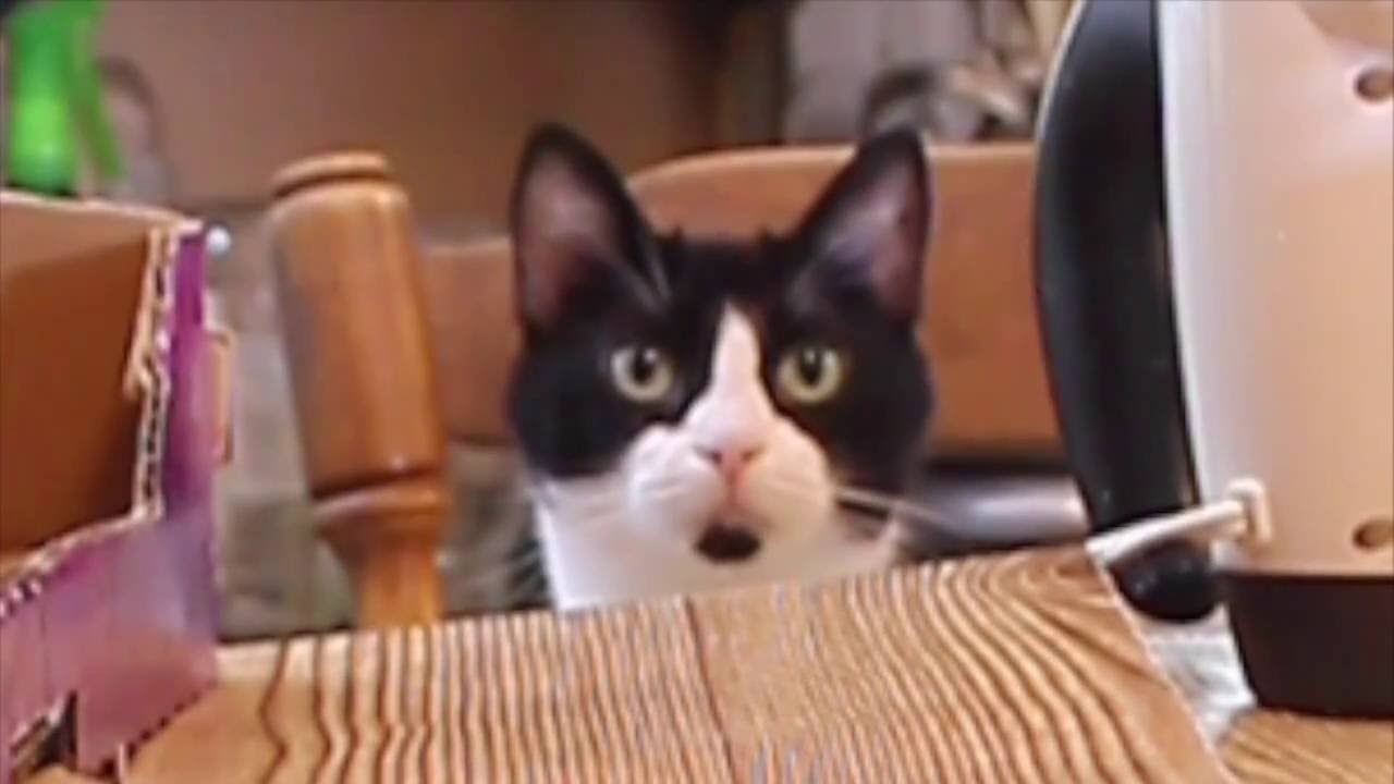 My Cat is a butthole 2 - YouTube