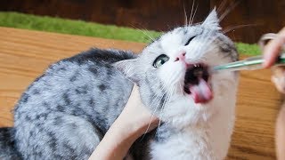 Kittens refused to take anthelmintic, so the nurse got angry and rode on the cat. |SanHua Cat Live
