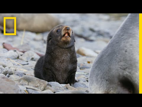 Fur Seals Overcome Extinction On ‘Resurrection Island’ – Ep. 1 | Wildlife: Resurrection Island