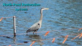 North Pond restoration | Great Blue Heron - Merganser - Wood Ducks | Lincoln Park Chicago 4/7/2023