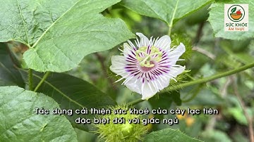 Uống Cây Lạc Tiên Có Tốt Không? Công Dụng Cho Giấc Ngủ & Sức Khỏe