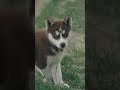 Chiot husky de sibrie aux grands yeux bleus