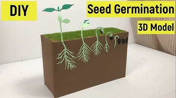 Seed germination 3D model | Seed germination process | Germination of seed model | #diyasfunplay