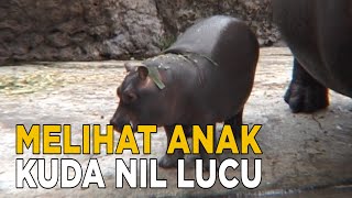 Melihat Lucunya Bayi Kuda Nil Di Taman Safari Jelang Siang