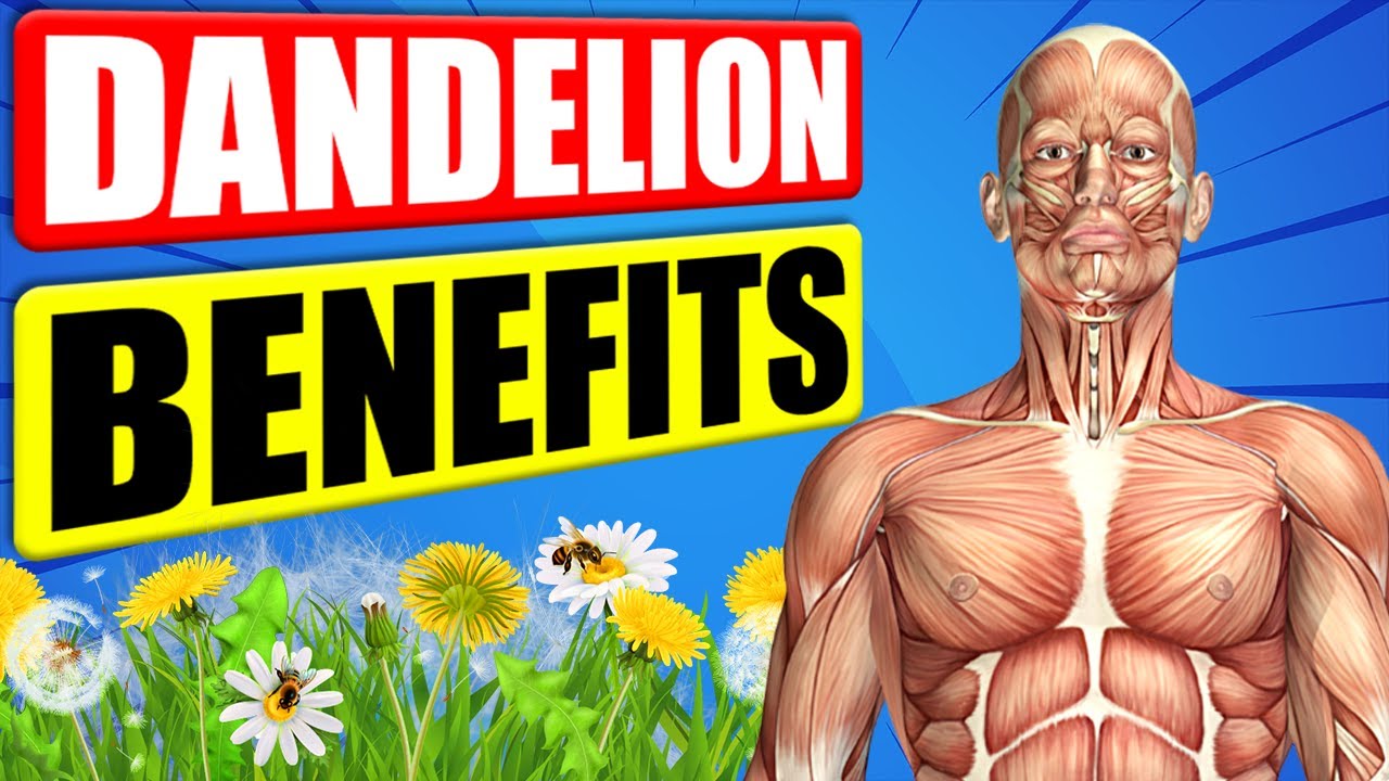 DANDELION BENEFITS - 12 Impressive Health Benefits of Dandelion