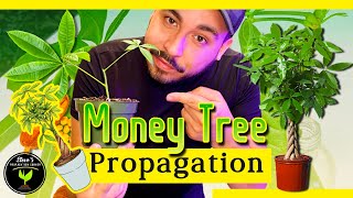 Money Tree: Propagation and Care Guide for Beginners (Pachira aquatica)