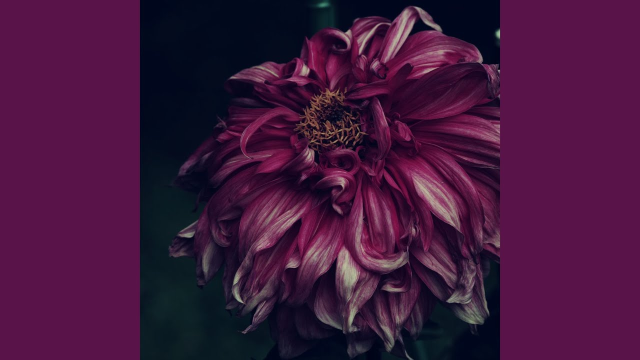 Dahlia