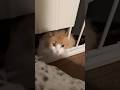 Dog gives cat kisses! #cute #funny #cat #dog #chiweenie #shorts #besties #funnymoment