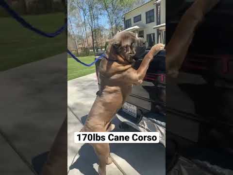 The biggest Cane Corso‼️🦍 #canecorso #italianmastiff #dog #baronacanecorso