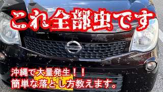 交尾しながら飛んでる虫 沖縄で大量発生 車についた時の落とし方 ユーポスチャンネル沖縄 Youtube
