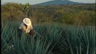 Tequila in Atotonilco el Alto, Jalisco