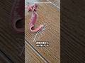 【触るな危険⚠️】 #雑学 #トリビア #ribbonworm #海の生き物