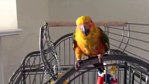 Skittle sun conure saying step up