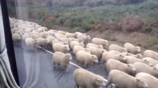 New Zealand Sheep Walking 2014 Near Ord Sound