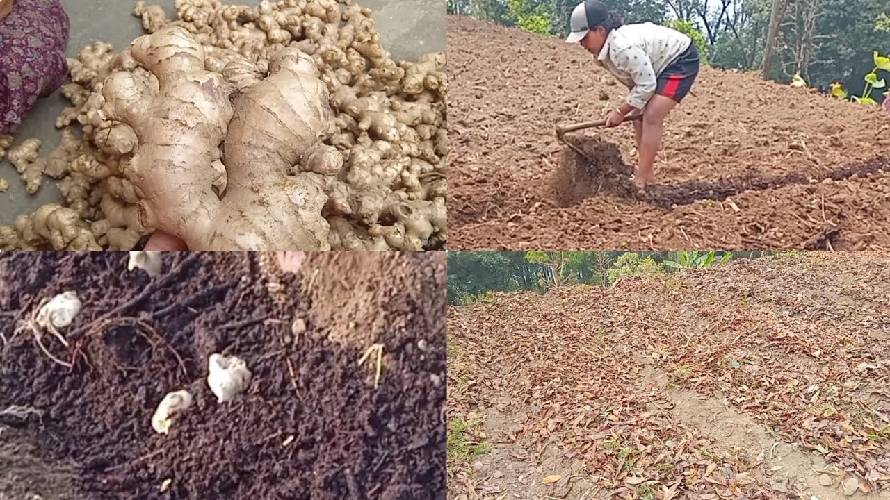 Ginger farming (aduwa ropiko)