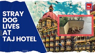 This Dog Is A Permanent Guest At Mumbai's Taj Mahal Hotel | Ratan Tata | Positive Stories | Latest