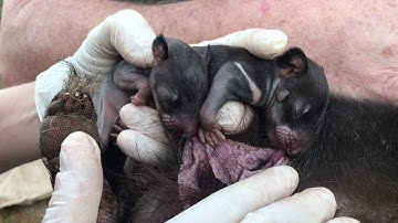 Tasmanian devil joeys Devil Ark 2017