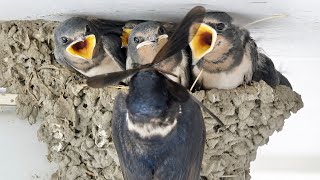 ツバメの子育てを定点カメラで観察してどんな虫を与えているのか調べてみた