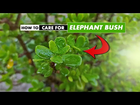 Video: Portulacaria Care - Elephant Bush -mehikasvien kasvattaminen kotona