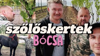 🍇 SZŐLŐSKERTEK 2. / 3.rész ► BÓCSA - CSAK ERŐS IDEGZETŰEKNEK - 100% fagykár? BARNA MORCOS!