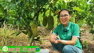 Mít tố nữ Sầu riêng đài loan trồng bao lâu ra trái