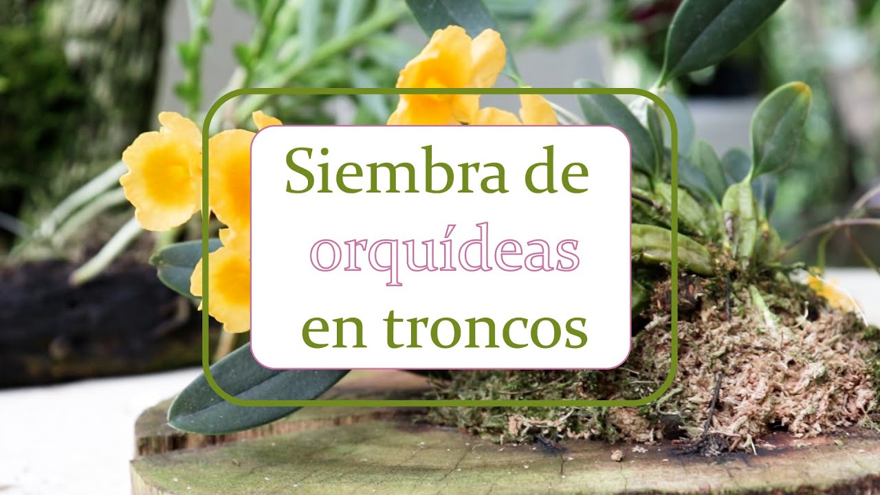 Siembra de orquídeas en troncos | Alma del bosque