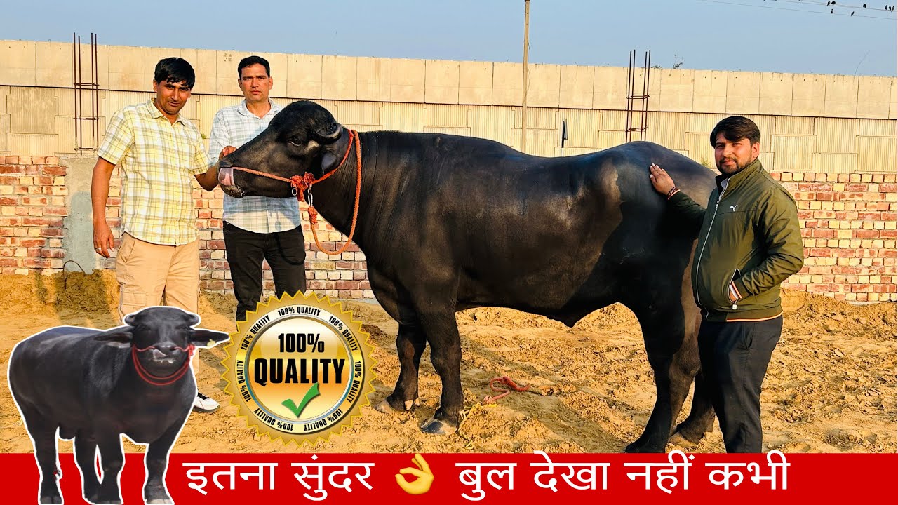 रमेश बैनीवाल हो गए इस बुल के मुरीद । ख़ूबसूरती के साथ दूध लाइन का नगीना “विक्की बुल “ 