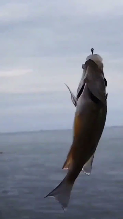 tetap ada cinta nya strek di pantai # palno dieng angler #shorts