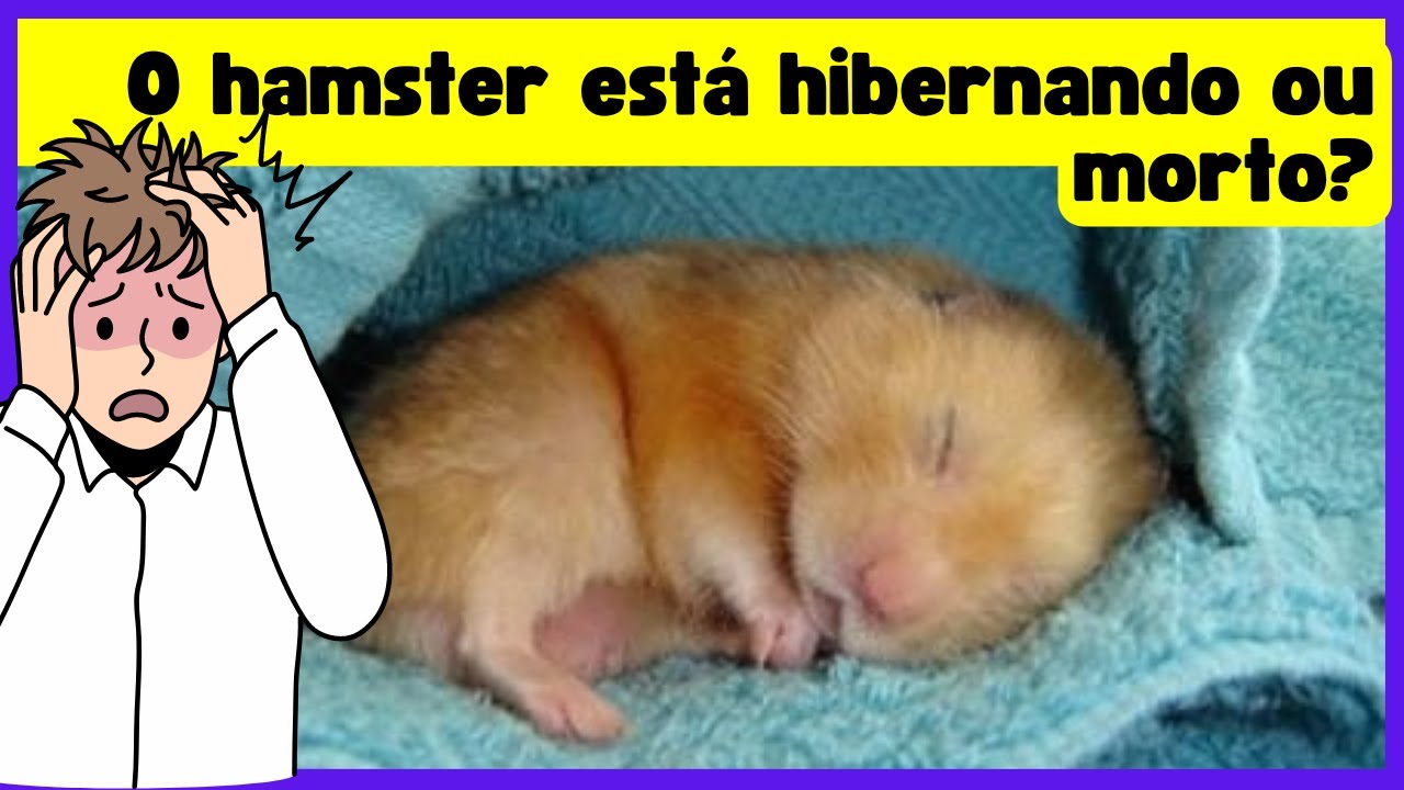 Como Saber Si Un Hamster Esta Hibernando Como saber se seu HAMSTER está hibernando ou morto - YouTube