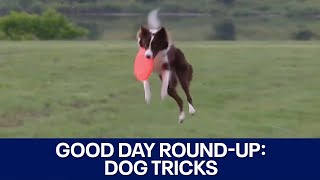 Dog tricks, facials, unique wine pairing: Good Day Austin Round-Up | FOX 7 Austin